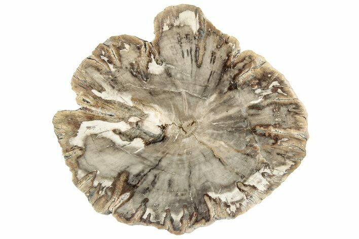 Beautiful Petrified Wood (Araucaria) Round - Madagascar #317379